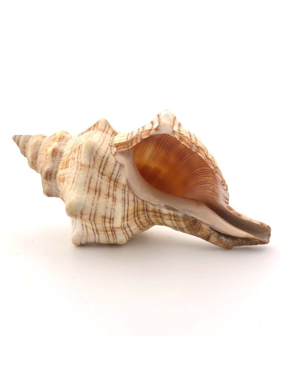 Striped Fox Horse Conch Shell 5.5" Pleuroploca Trapezium Coastal Beach Decor